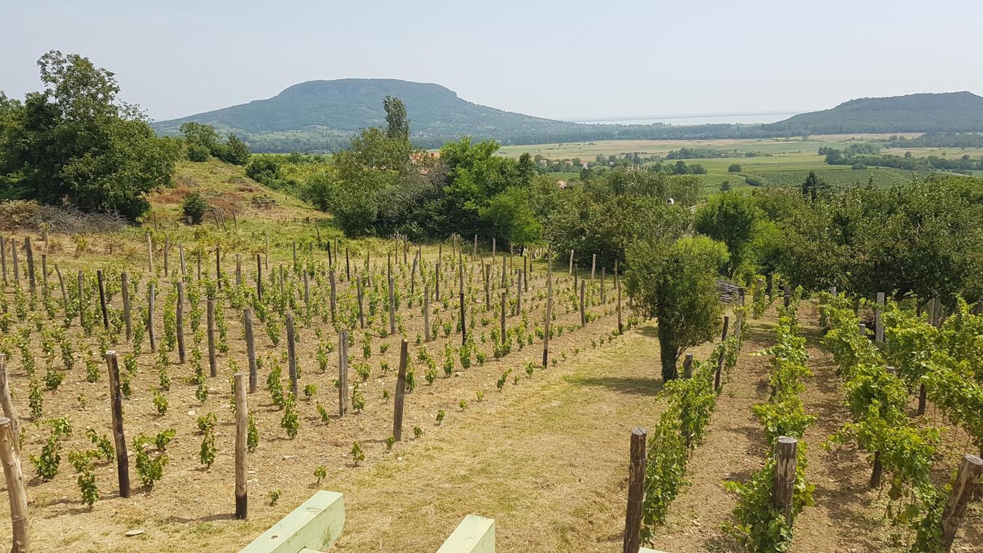 Grand Cru 4 Vendeghaz Villa Hegymagas Luaran gambar