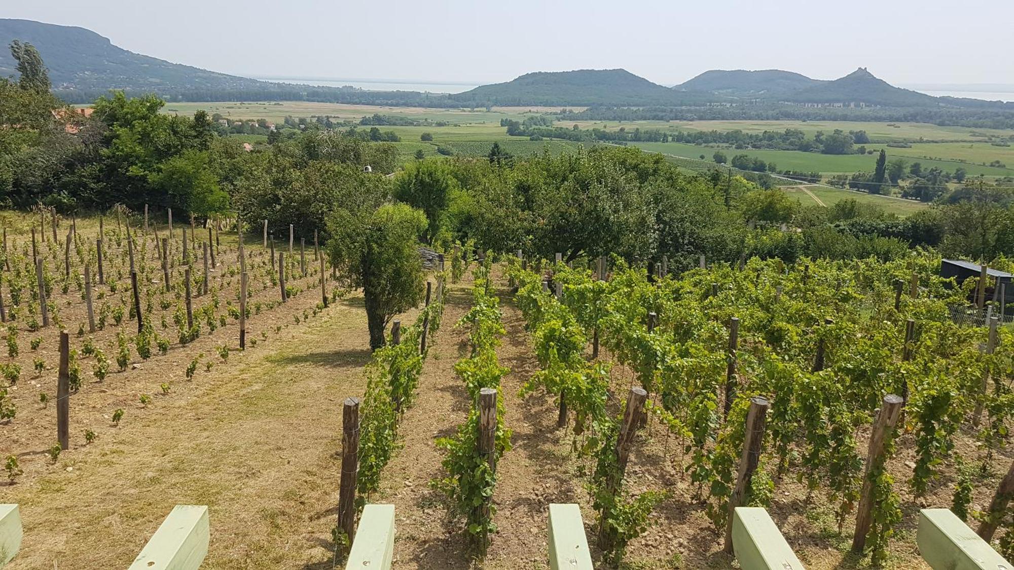 Grand Cru 4 Vendeghaz Villa Hegymagas Luaran gambar